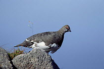 Rock ptarmigan in autumn plumage {Lagopus mutus} Aviemore, Scotland, UK.