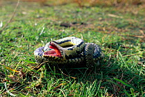 Grass snake feigning death {Natrix natrix} Purbeck, Dorset, UK