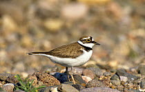 Little ringed plover male {Charadrius dubius} on pebbles, UK