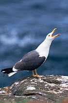 Lesser black backed gull calling {Larus fuscus} Scotland, UK