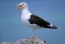 Greater black backed gull {Larus marinus} portrait