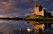 Dunguaire Castle at sunset, Co Galway, Southern Republic of Ireland, with swan on lake in foreground