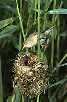 Reed warbler (Acrocephalus scirpaceus) at nest with chicks, UK