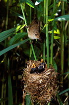 Reed warbler bringing food to chicks in nest{Acrocephalus scirpaceus} UK