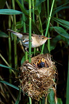 Reed warbler at nest with chicks {Acrocephalus scirpaceus} UK