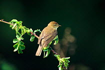 Willow warbler {Phylloscopus trochilus} UK