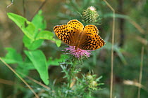 Great spangled fritillary {Speyeria cybele} on bull thistle, Wyoming State Forest, PA, USA