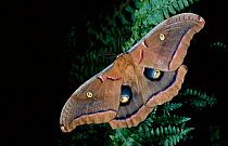 Polyphemus moth portrait {Antheraea polyphemus}, USA