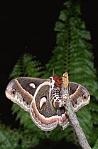 Cecropia moth laying eggs on twig {Hylaphora cecropia}, USA