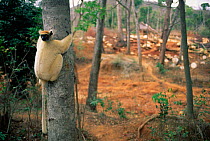 Golden crowned sifaka on edge of clear cut forest {Propithecus tattersalli} Madagascar
