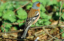 Rear view of male Chaffinch {Fringilla coelebs} Norfolk, UK
