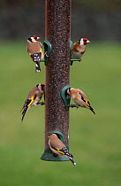 Goldfinches on feeder {Carduelis carduelis} Wiltshire, UK