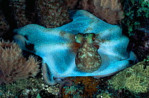 Caribbean reef octopus {Octopus briareus}, Dominica, West Indies.