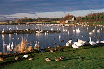 Whooper swans {Cygnus cygnus} and ducks at Martin Mere WWT reserve, Lancashire, England