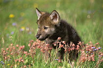 Grey wolf pup amongst flowers (Canis lupus), Montana, USA, captive