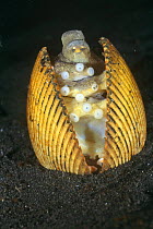 Veined octopus hiding in shell (Octopus marginatus), Sulawesi, Indonesia