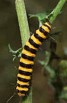 Caterpillar larva of Cinnabar moth {Tyria jacobaeae} UK
