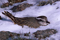 Dotterel on nest in snow {Eudromias morinellus} Scotland, UK incubating four eggs