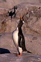 Gentoo penguin displaying {Pygoscelis papua} Peterman Is, Antarctica