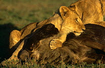 African Lioness {Panthera leo} holding down Wildebeest prey, Masai Mara, Kenya