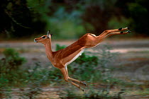 Impala female running, Mala Mala Game Reserve, South Africa
