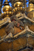 Rhesus macaques {Macaca mulatta} resting on Swayambhunath Stupa temple, Kathmandu, Nepal