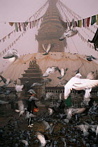 Pigeons being fed at Swayambhu Monkey temple,  Kathmandu, Nepal