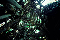 Looking up inside Strangler fig û basket effect after fig has killed its host tree, Sulawesi.