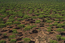 Landscape of Cork oak trees {Quercus suber} from the air, Andalucia, Spain