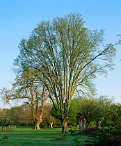 Old pollarded tree, Essex, UK.
