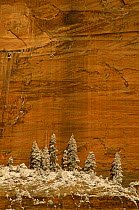 Abstract view of White fir {Abies concolor} against rock face, Zion National Park, Utah