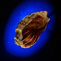 Harp snail shell {Harpa articularis} Philippines