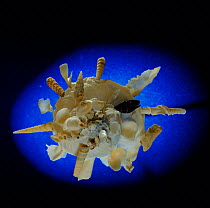 Sea snail shell specimen {Xenophora pallidula} Philippine
