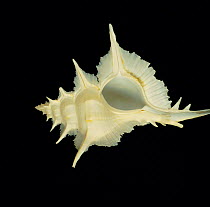 Alabaster murex snail shell {Murex alabaster} specimen Philippines