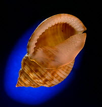Bonnet (Helmet) snail shell {Phalium granulatum}  Atlantic Ocean