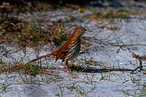 Brown thrasher {Toxostoma rufum} Everglades NP, Florida, USA
