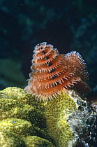 Christmas tree worms (Spirobranchus giganteus), Red Sea