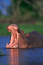 Portrait of a Hippopotamus {Hippopotamus amphibius} yawning as part of threat display, Moremi Wildlife Reserve, Botswana