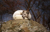 Arctic fox with fur turning white for winter {Vulpes lagopus} captive