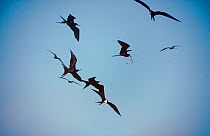 Silhouettes of Magnificant frigate bird {Fregata magnificens} males in aerial fight for nest material,  Mexico