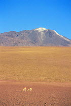 Vicuna {Vicugna vicugna} on antiplano, Atacama Desert, San Pedro, Chile