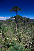 Monkey puzzle trees {Auracaria sp} and Southern beech {Nothofagus sp} Nahuelbuta NP, Chile