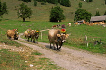 Swiss cattle decorated for Alp Aufzug festival (Procession to the Alps) when the herdsmen drive the livestock to upland pastures in early spring, Switzerland