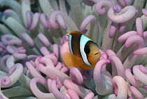 Two bar anemonefish juvenile {Amphiprion bicinctus} amongst tentacles of anemone, Gulf of Aqaba, Red Sea