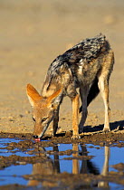 Black backed jackal drinking {Canis mesomelas} Kalahari Gemsbok NR, South Africa