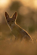 Backlit dusk portrait of Black backed jackal pup {Canis mesomelas} Mala Mala Game Reserve, South Africa
