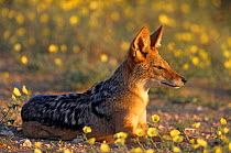 Black backed jackal resting amongst  flowers {Canis mesomelas} Kalahari Gemsbok GR, South Africa