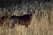 Gemsbok in grass {Oryx gazella gazella} Kruger NP, South Africa