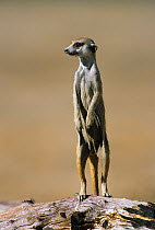 RF- Suricate / Meerkat  (Suricata suricatta) standing on guard. Kgalagadi Transfrontier Park, South Africa. (This image may be licensed either as rights managed or royalty free.)