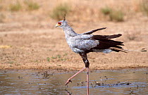 Secretary bird {Sagittarius serpentarius} hunting for food in shallow waterhole, Kgalagadi Transfrontier Park, South Africa